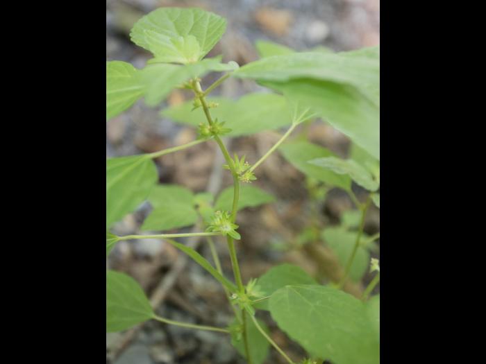 Ricinelle rhomboide (Acalypha rhomboidea)_14