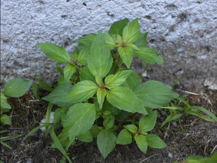 Ricinelle rhomboide (Acalypha rhomboidea)_19