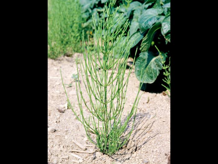 Prêle champs (Equisetum arvense)_7