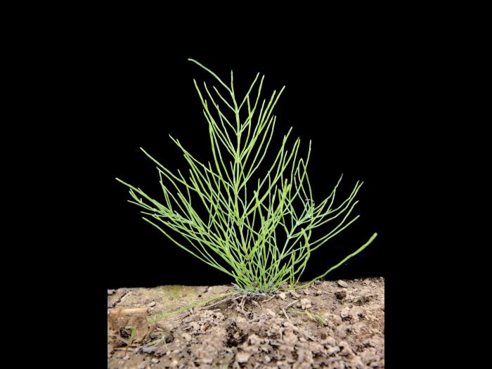 Prêle champs (Equisetum arvense)_8