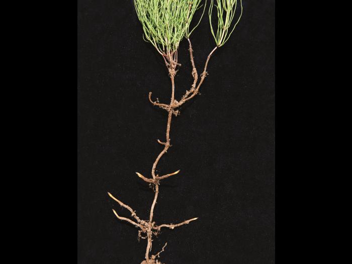 Prêle champs (Equisetum arvense)_16