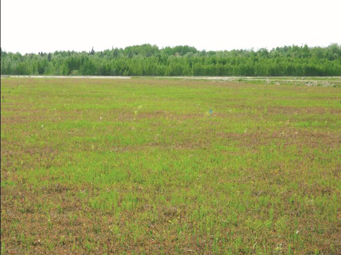 Prêle champs (Equisetum arvense)_17