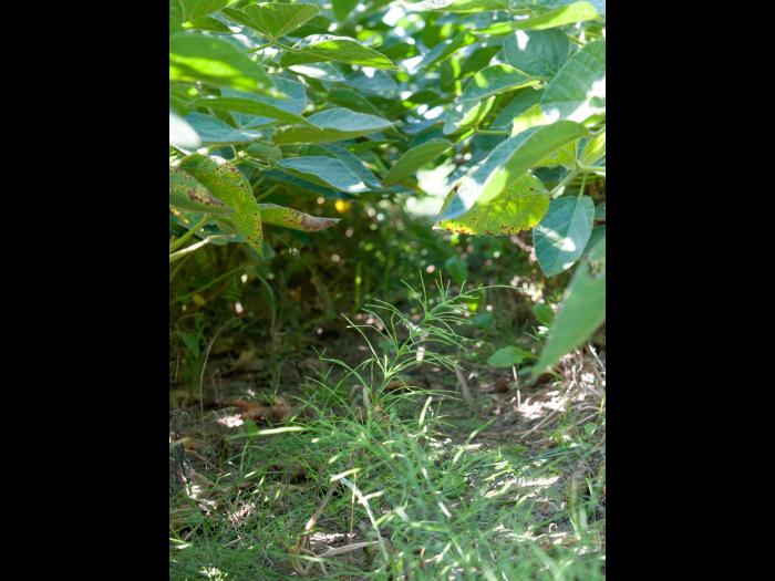 Prêle champs (Equisetum arvense)_21