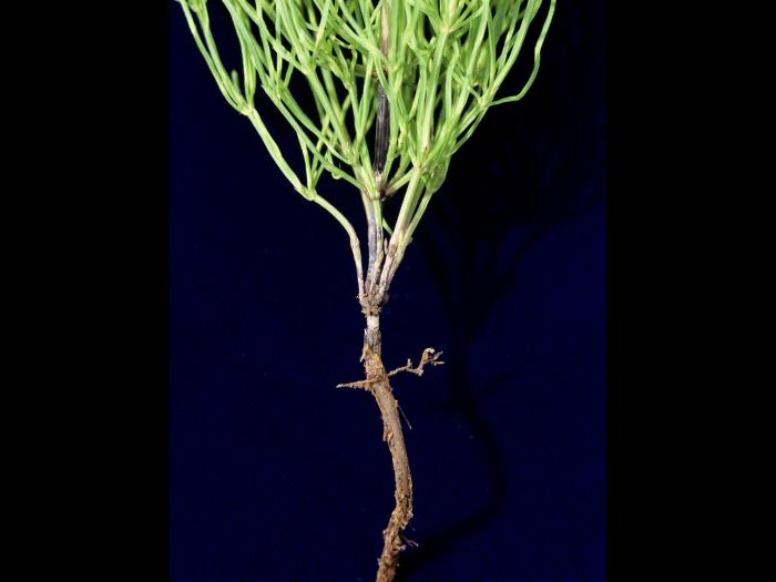 Prêle champs (Equisetum arvense)_24