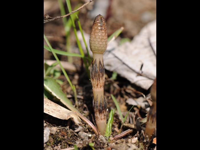 Prêle champs (Equisetum arvense)_29