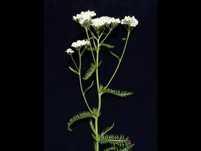 Achillée millefeuille(Achillea millefolium)_5