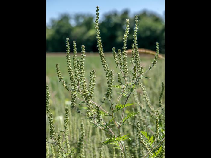 Petite herbe à poux (Ambrosia artemisiifolia)_6