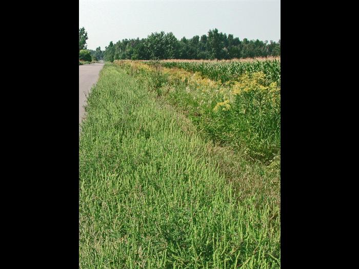 Petite herbe à poux (Ambrosia artemisiifolia)_11