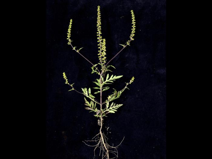 Petite herbe à poux (Ambrosia artemisiifolia)_17