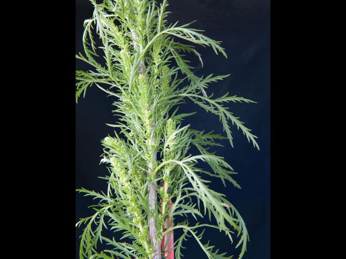 Armoise bisannuelle(Artemisia biennis)_1