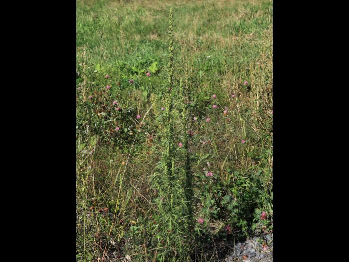 Armoise bisannuelle(Artemisia biennis)_18