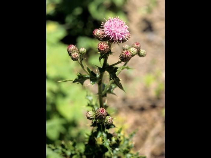 Chardon champs(Cirsium arvense)_2