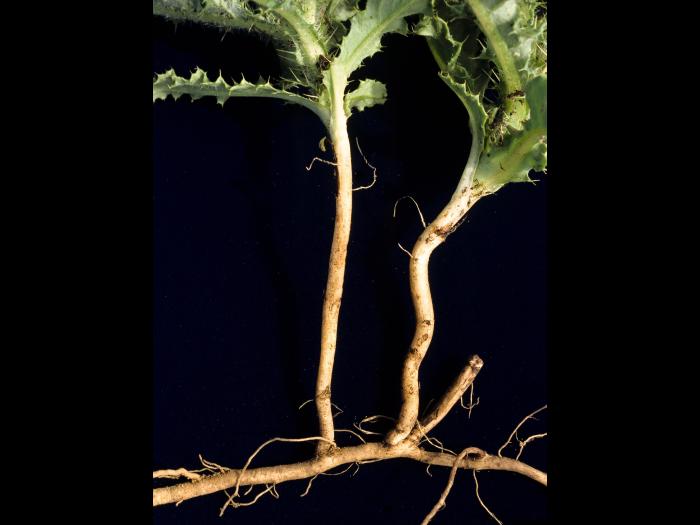 Chardon champs(Cirsium arvense)_6