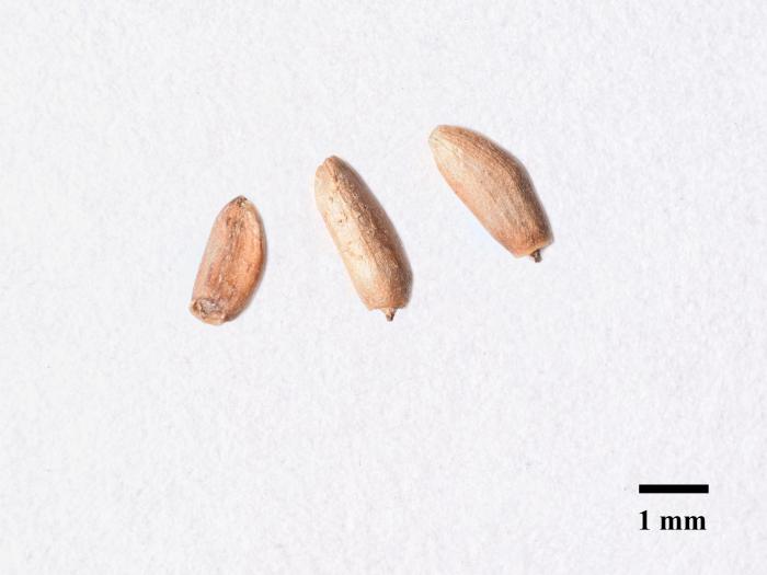 Chardon champs(Cirsium arvense)_14