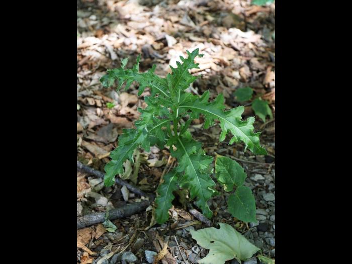 Chardon champs(Cirsium arvense)_17