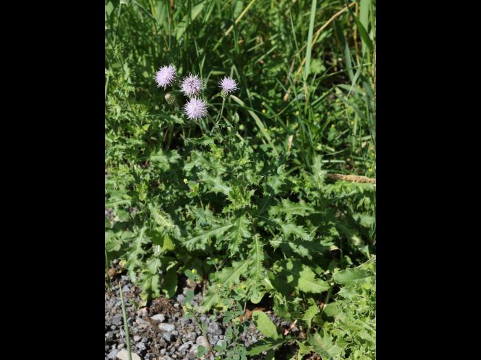 Chardon champs(Cirsium arvense)_19