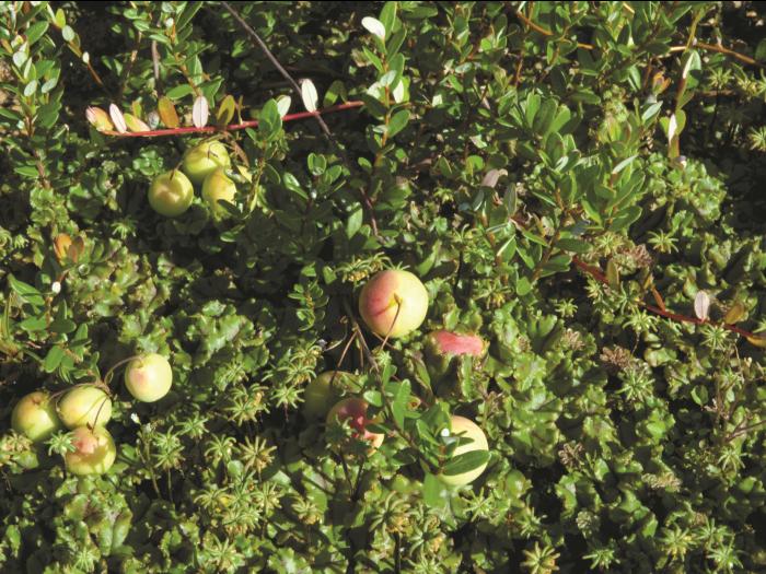 Hépatique fontaines (Marchantia polymorpha)_6