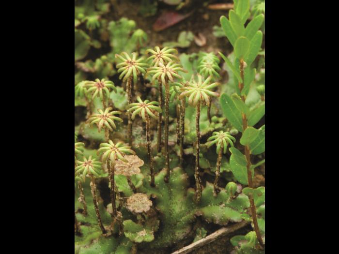 Hépatique fontaines (Marchantia polymorpha)_7