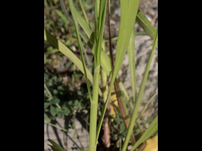 Sétaire géante (Setaria faber)_9