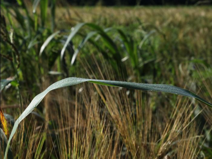 Sétaire géante (Setaria faber)_16