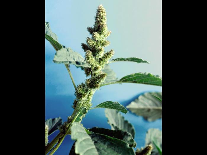 Amarante à racine rouge(Amaranthus retroflexus)_5