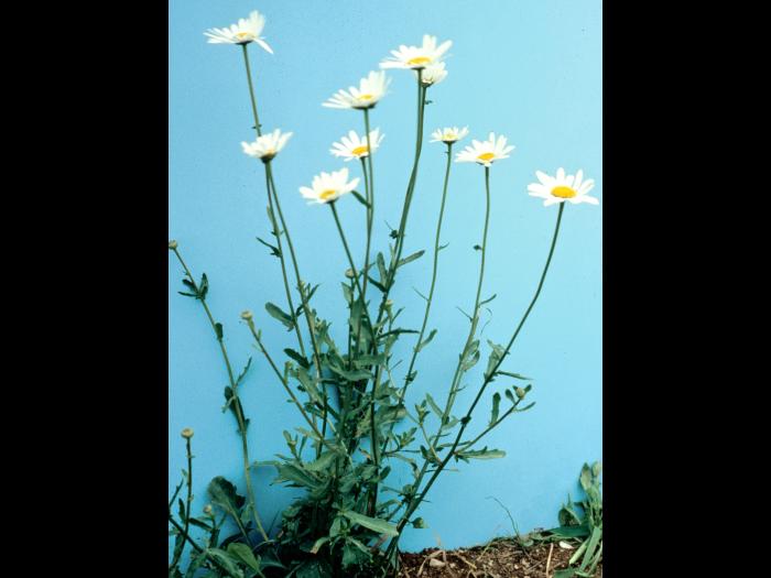 Marguerite blanche (Leucanthemum vulgare)_5