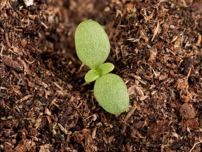 Marguerite blanche (Leucanthemum vulgare)_13