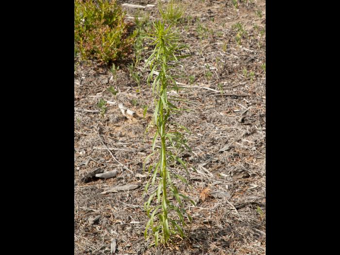 Vergerette du Canada(Erigeron canadensis)_12