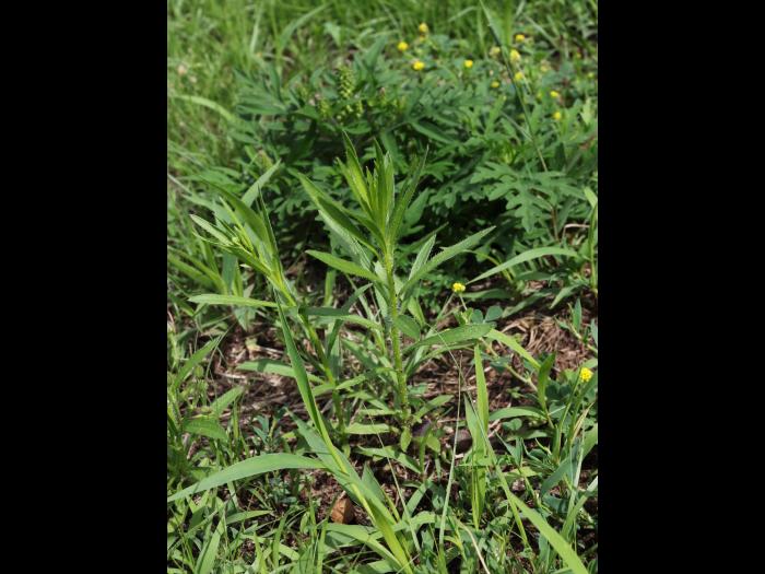 Vergerette du Canada(Erigeron canadensis)_24