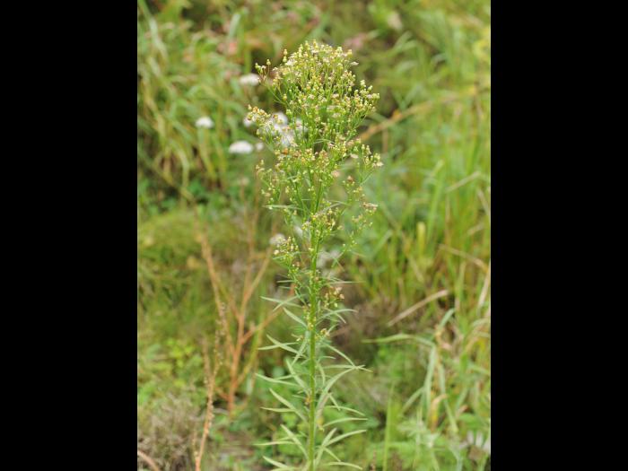 Vergerette du Canada(Erigeron canadensis)_26