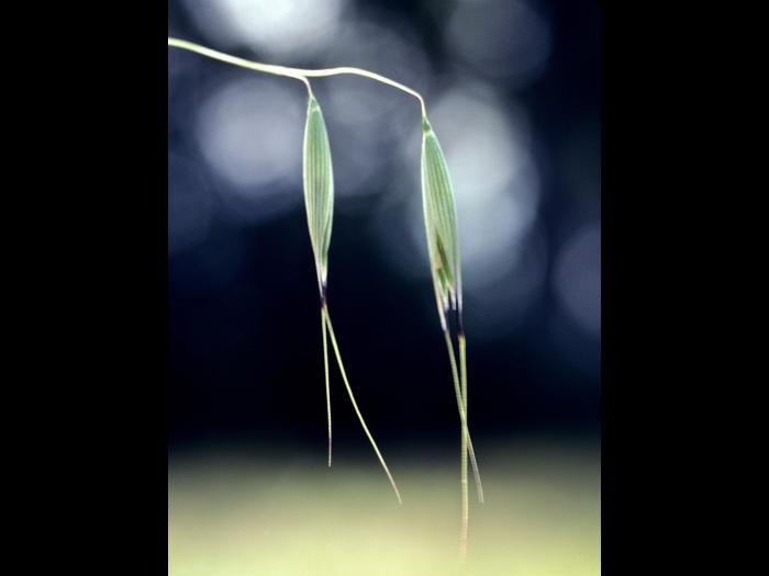 Folle avoine (Avena fatua)_3
