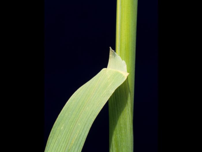 Folle avoine (Avena fatua)_7