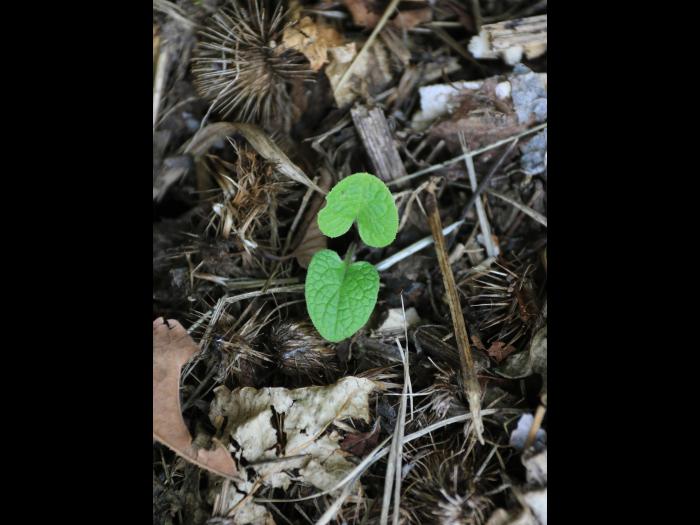 Grande bardane (Arctium lappa)_13