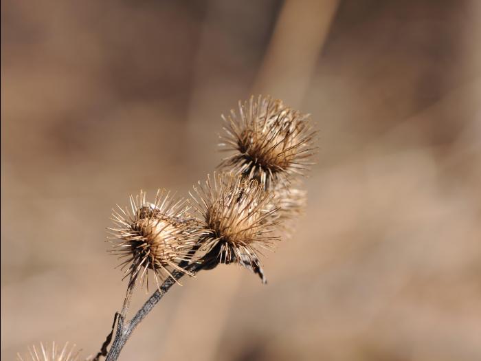 Petite bardane (Arctium minus)_20