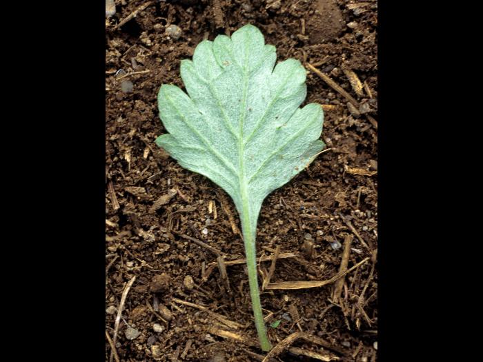 Armoise vulgaire(Artemisia vulgaris)_2