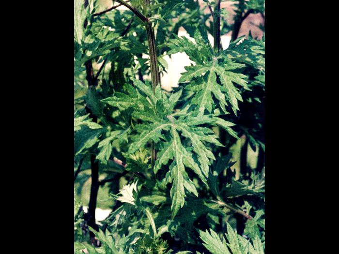 Armoise vulgaire(Artemisia vulgaris)_3