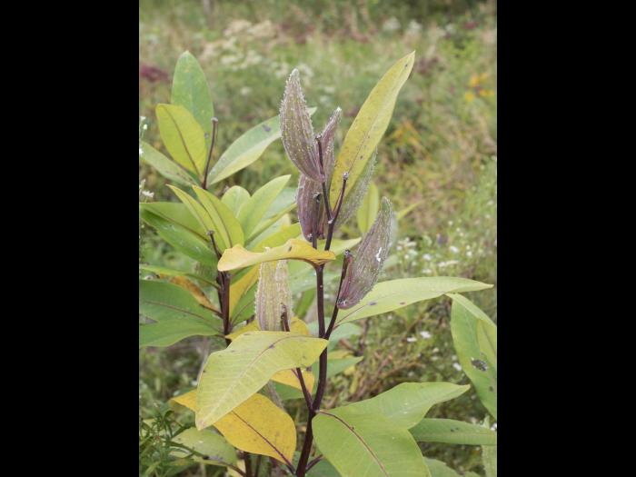 Asclépiade commune (Asclepias syriaca)_24