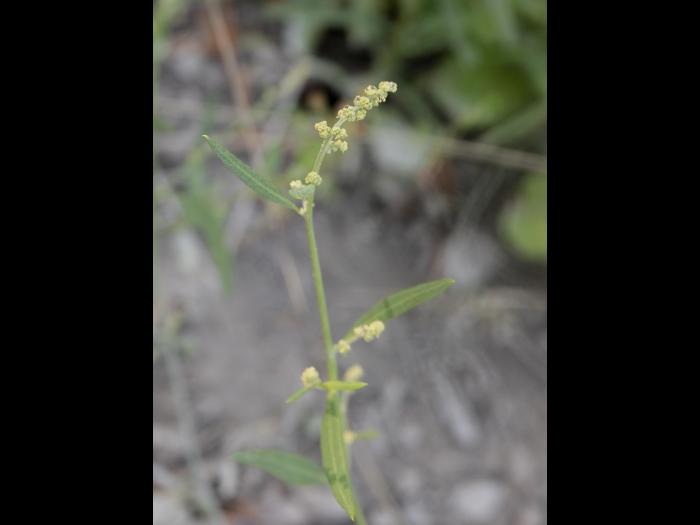 Arroche étalée(Atriplex patula)_13