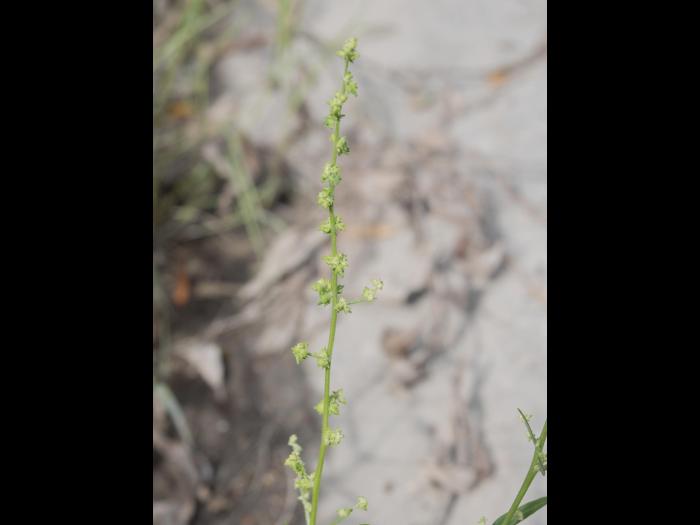 Arroche étalée(Atriplex patula)_16