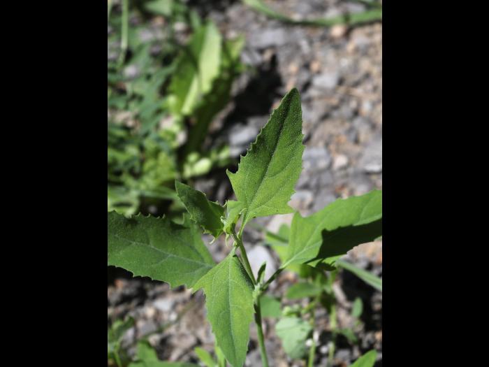 Arroche étalée(Atriplex patula)_22