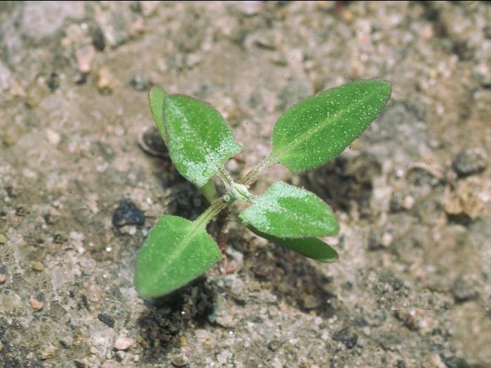 Arroche hastée(Atriplex prostrata)_4