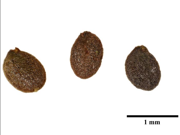 Barbarée vulgaire(Barbarea vulgaris)_12