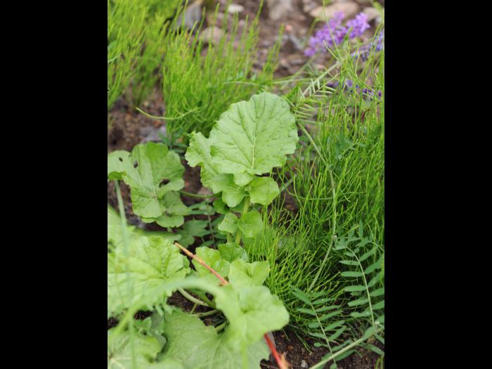 Barbarée vulgaire(Barbarea vulgaris)_16