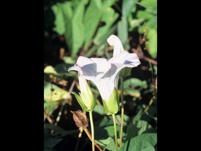 Liseron haies (Calystegia sepium)_4