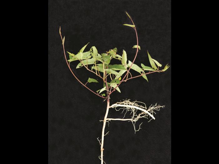 Liseron haies (Calystegia sepium)_15