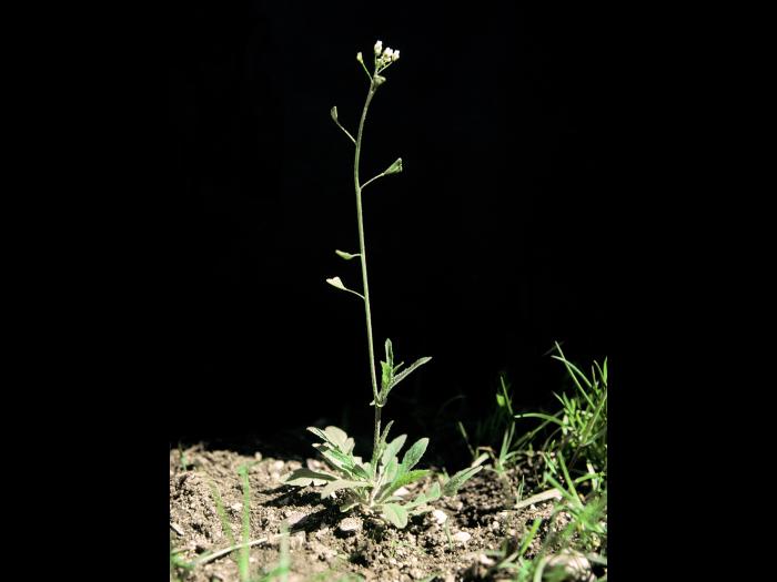 Bourse pasteur(Capsella bursa-pastoris)_5