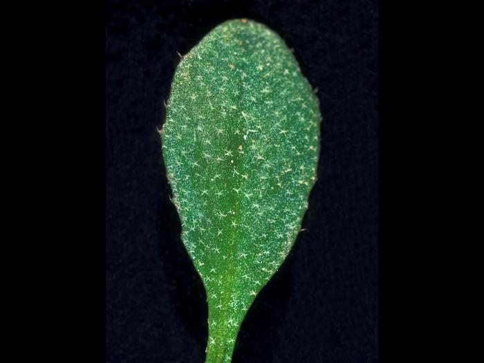 Bourse pasteur(Capsella bursa-pastoris)_8