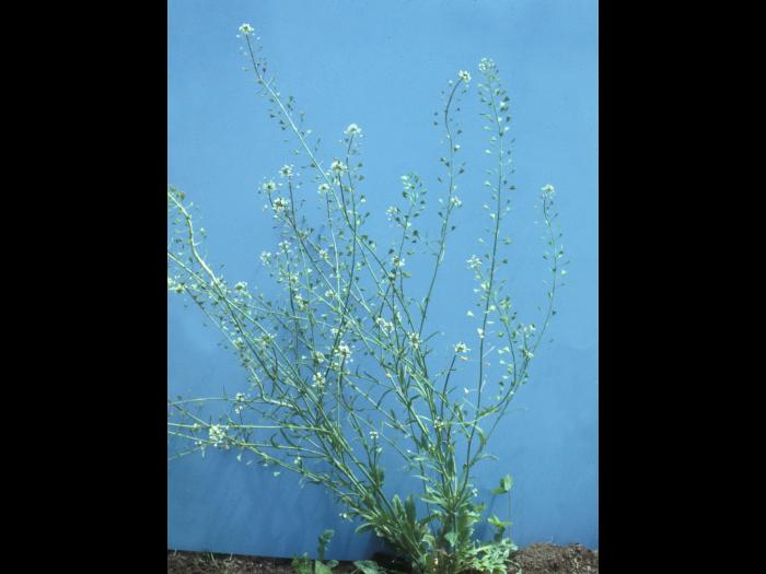 Bourse pasteur(Capsella bursa-pastoris)_9