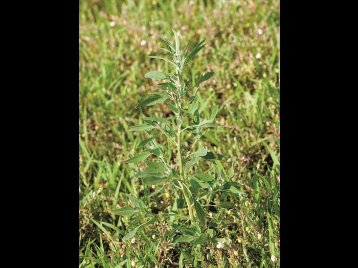 Chénopode blanc(Chenopodium album)_11