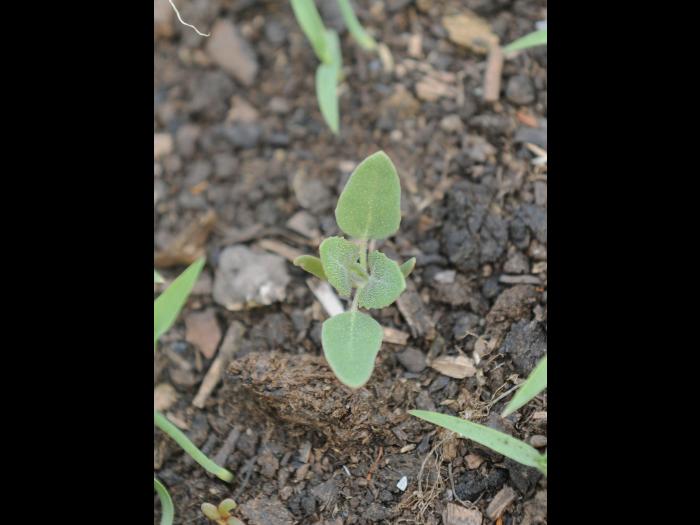 Chénopode blanc(Chenopodium album)_22